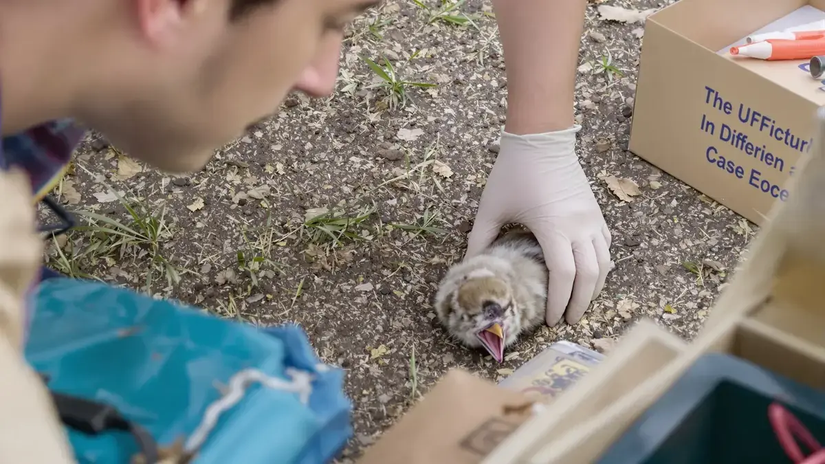 Het vinden van een gewonde vogel vereist nauwkeurige handelingen om hem niet te schaden