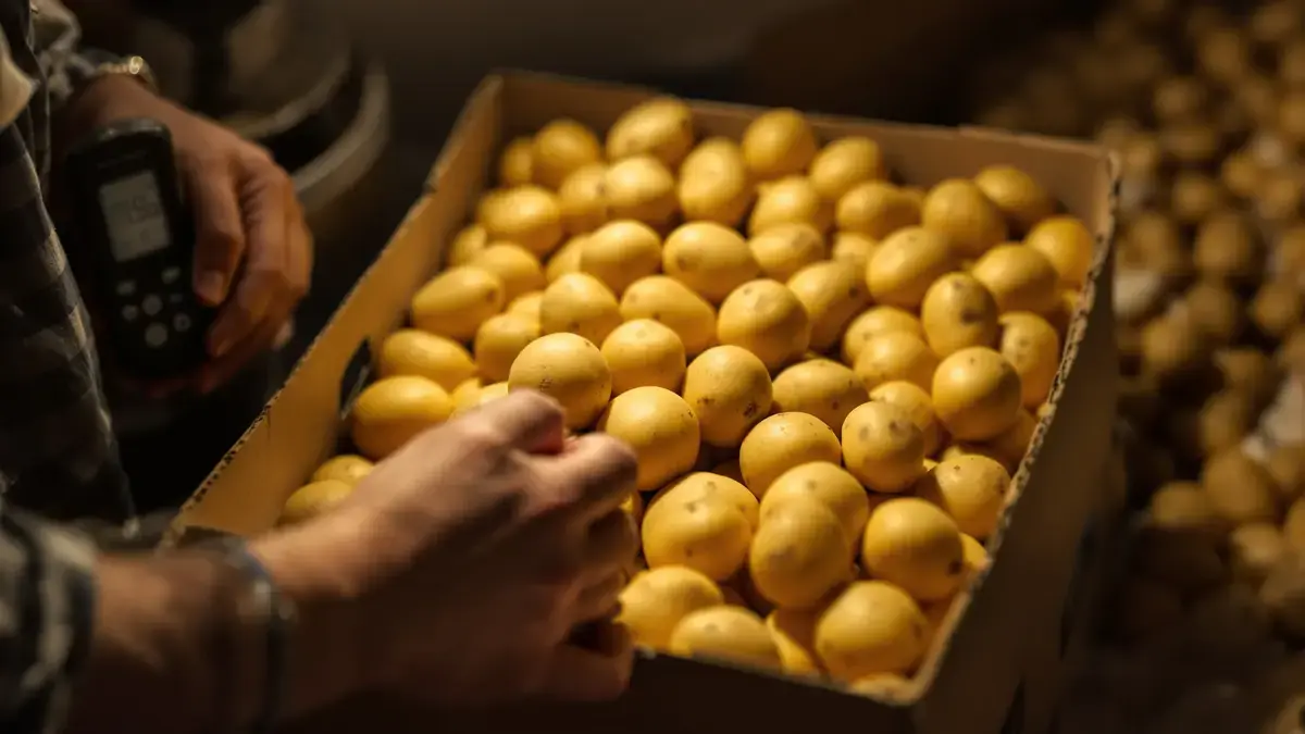 Zo blijven je aardappelen de hele winter zonder te ontkiemen dankzij deze onbekende truc
