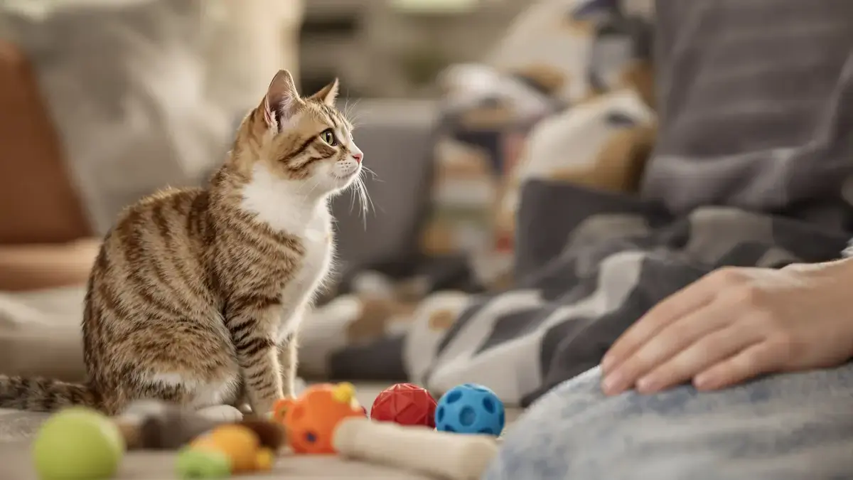 Hoe kiezen katten hun favoriete mens? Het geheim achter de keuze van de favoriet