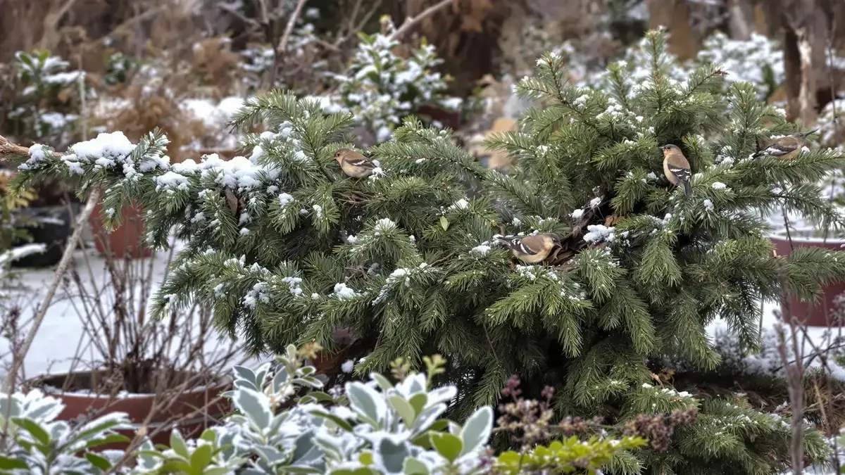 Uw oude kerstboom kan een waardevolle aanwinst voor de tuin worden als u hem op de juiste manier transformeert
